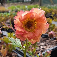 Geum  'Bell Bank'